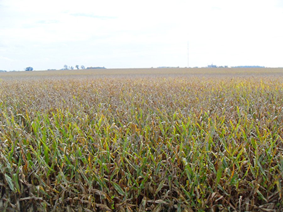 344+/- Acres offered in 6 TractsINVESTMENT GRADEFARMLAND AUCTION